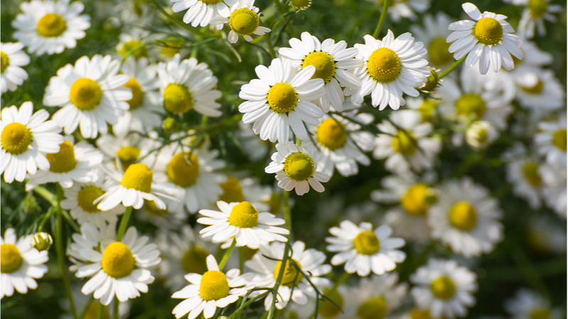 A close-up shot of a patch of small, white chamomile flowers with yellow centers.