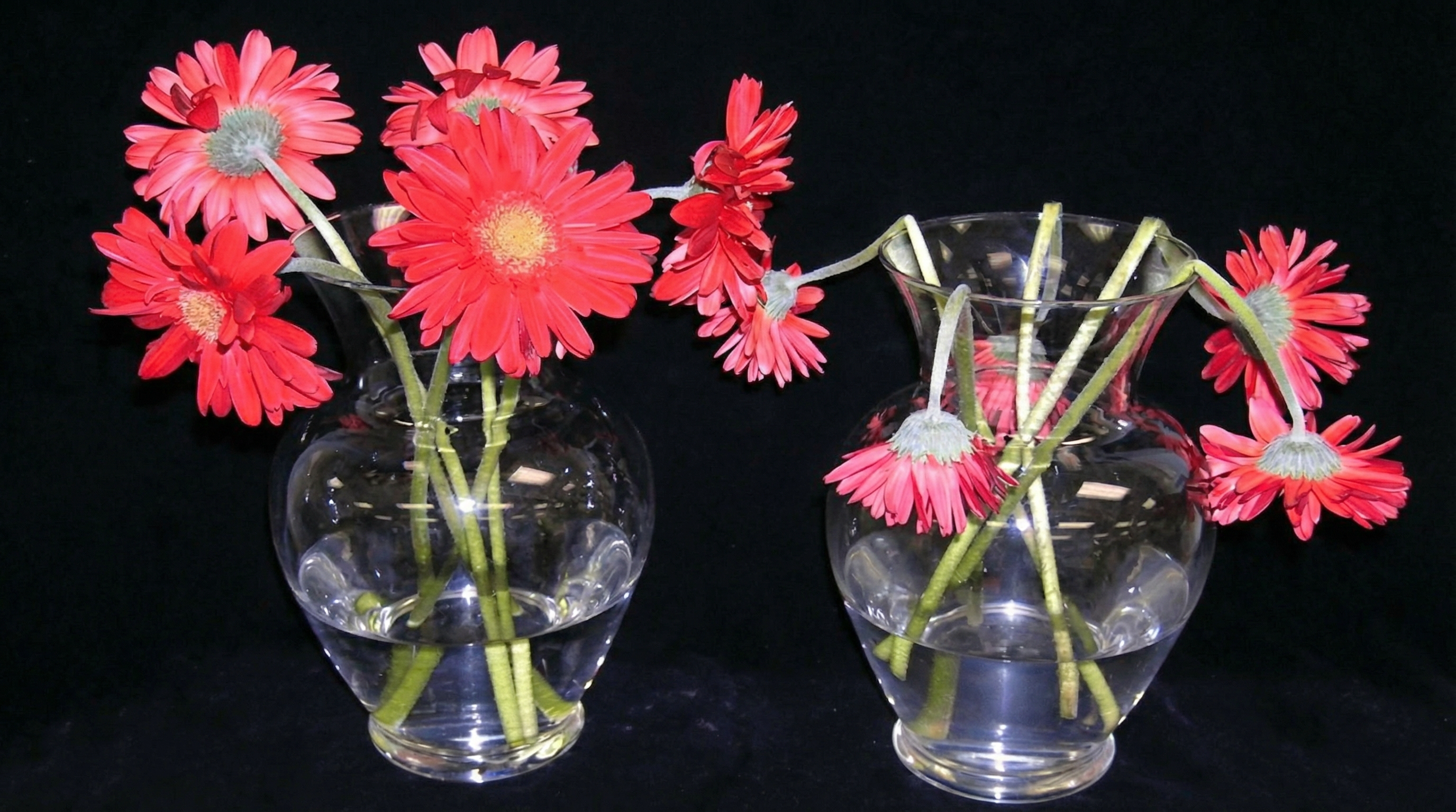Two glass vases of red gerbera daisies against a black background, one with fresh, perky flowers and one with wilting, drooping flowers.