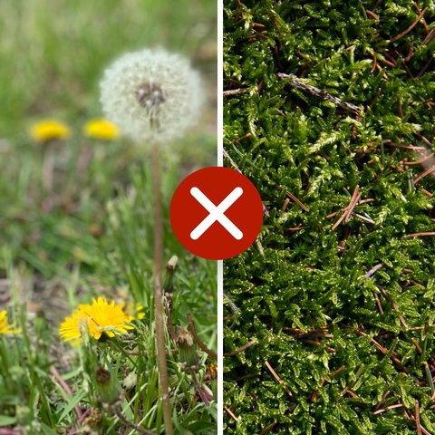 A split image showing dandelions with a red X on the left and green moss on the right.
