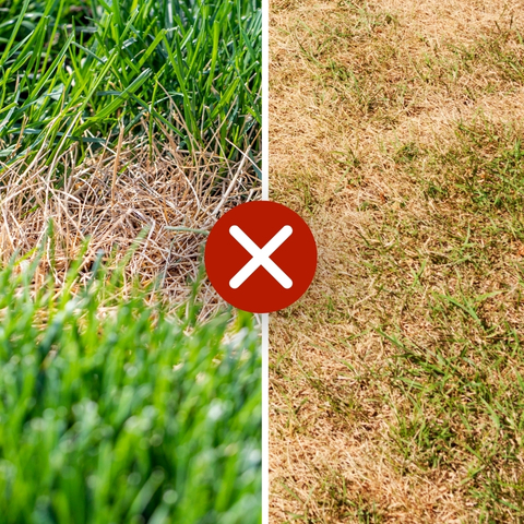 A split image shows a lawn with thatch on the left and a dry, brown lawn on the right.