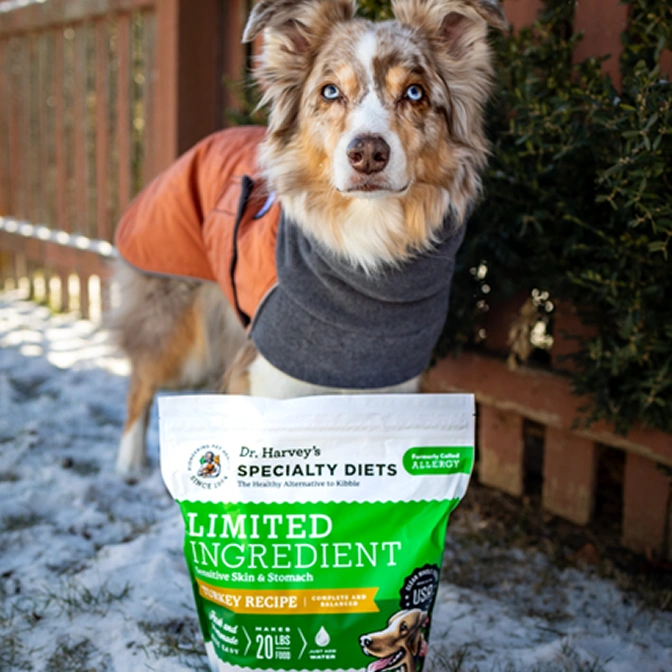 A blue-eyed dog in an orange coat stands in the snow behind a bag of dog food.