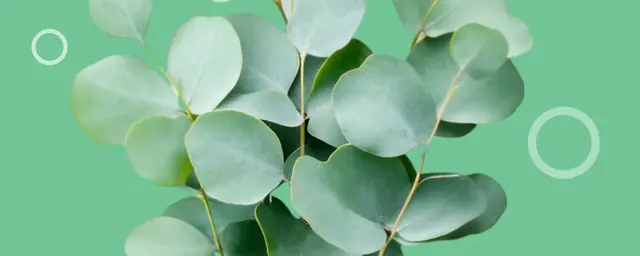 Eucalyptus leaves on a green background