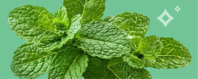 Fresh mint leaves on a green background