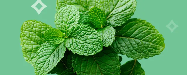 Fresh peppermint leaves on a green background