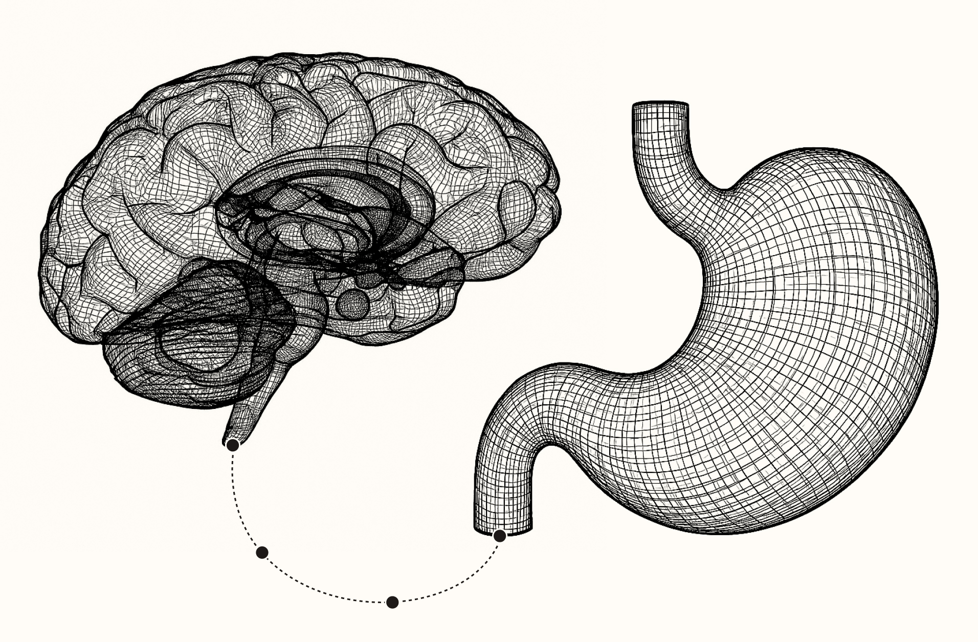 A wireframe illustration of a human brain and stomach connected by a dotted line, showing the gut-brain axis.