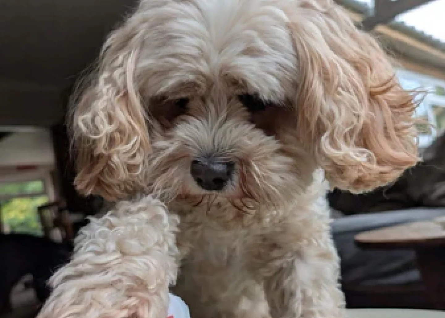 A close-up of a small, fluffy dog with light-colored fur looking down and raising its paw.