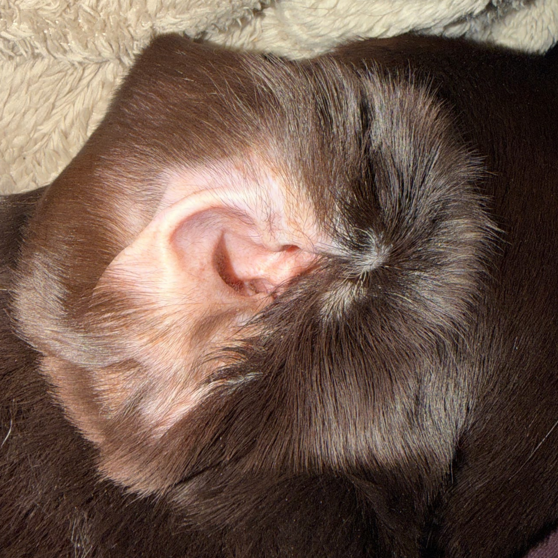 A close-up photograph of the inside of a dog's ear, surrounded by dark brown fur.