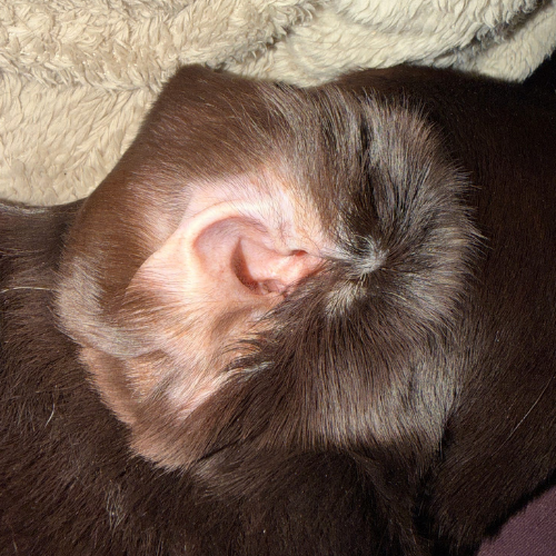 A close-up of the inside of a dog's ear, surrounded by dark brown fur.