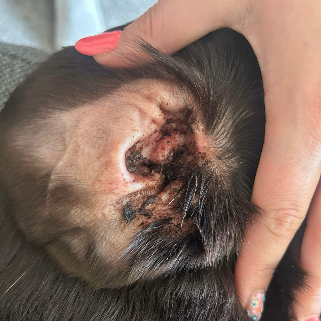 A close-up of a person's ear with dark, crusty scabs, with a hand holding back dark hair.