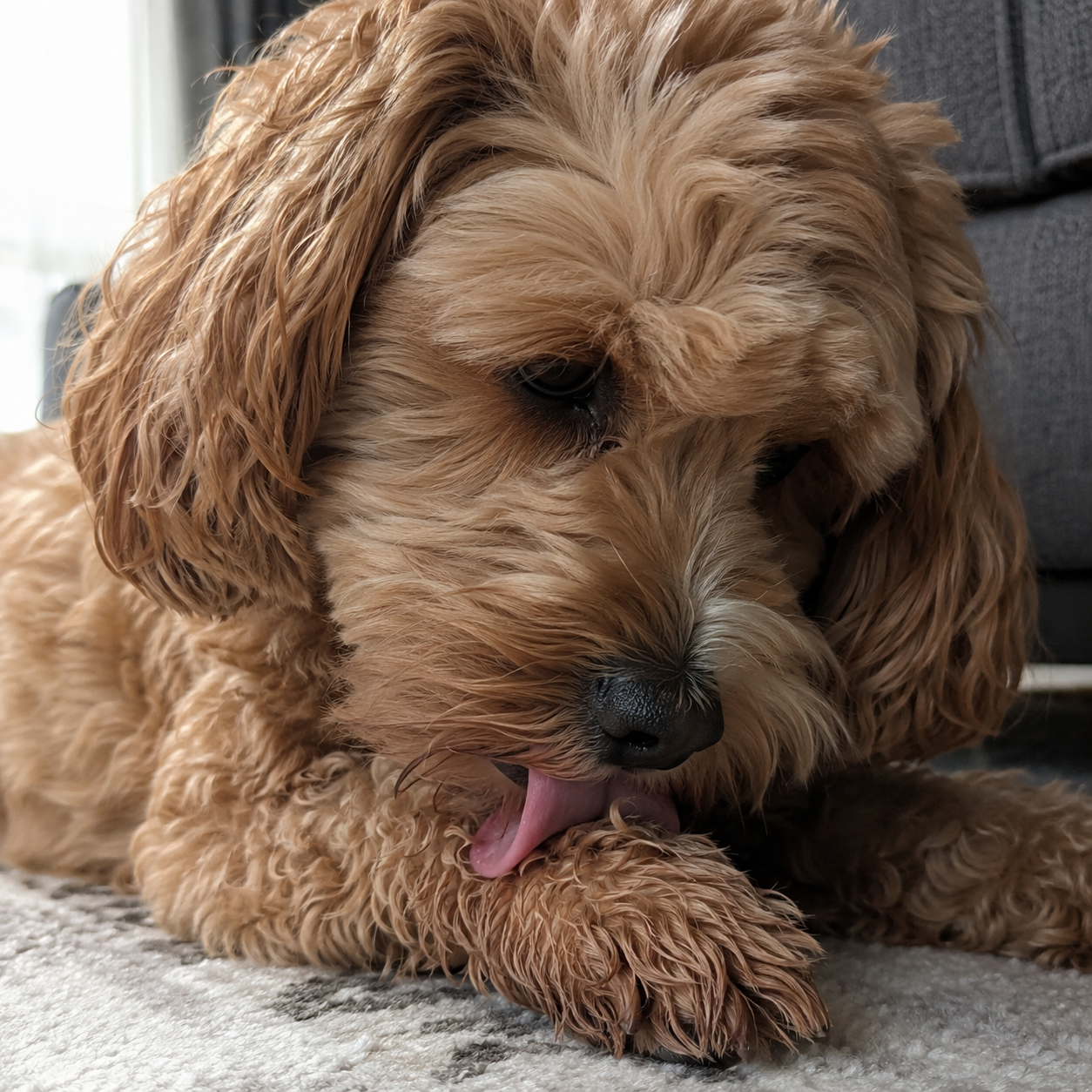 A close-up of a fluffy, light brown dog lying on a carpet while licking its front paw.