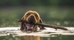 A brown dog swimming in the water while holding a stick in its mouth.