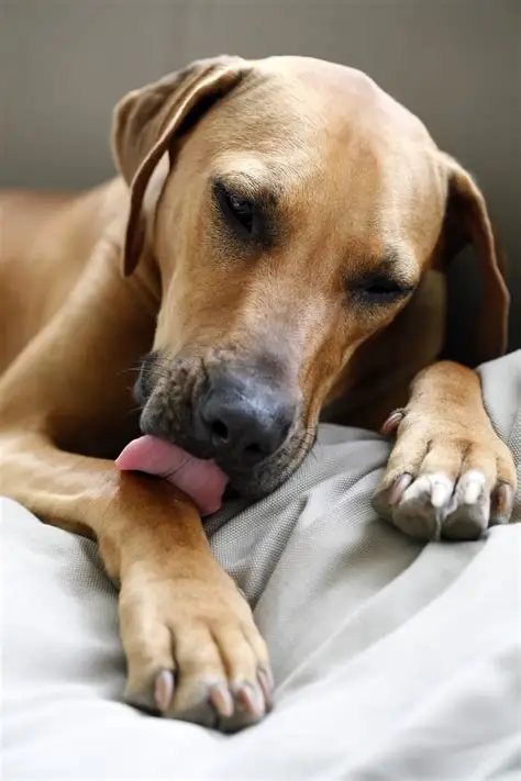 A light brown dog with droopy eyes is lying down and licking its front paw.