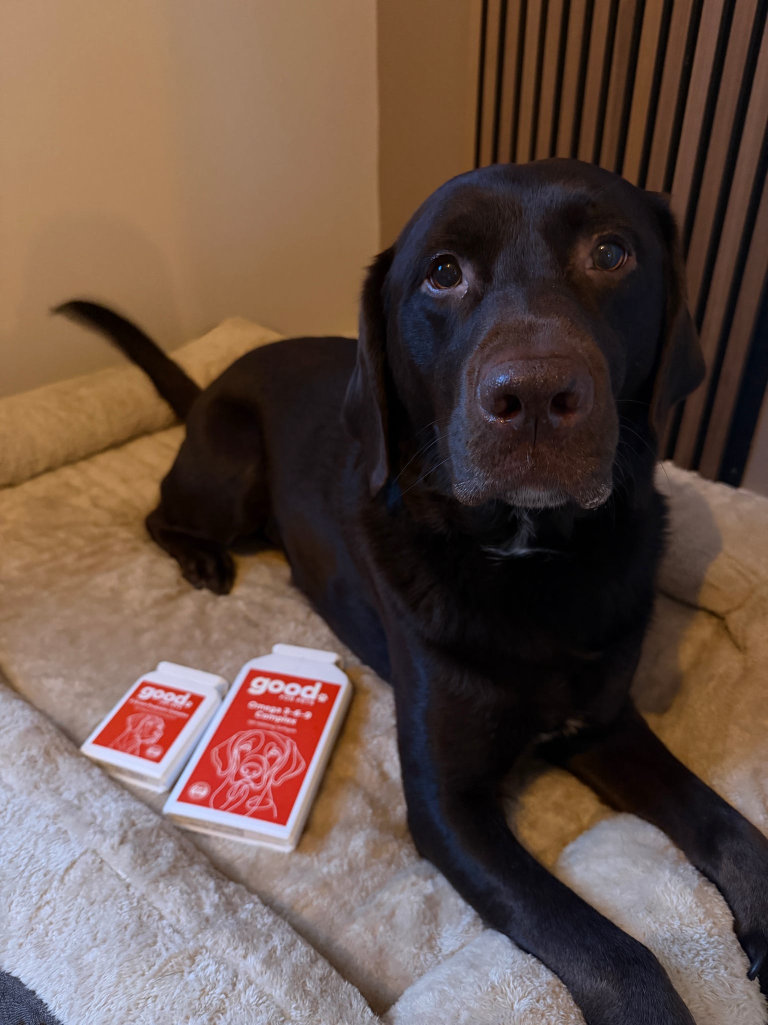 A chocolate Labrador lies on a dog bed with two bottles of 'good.' brand pet supplements in front.