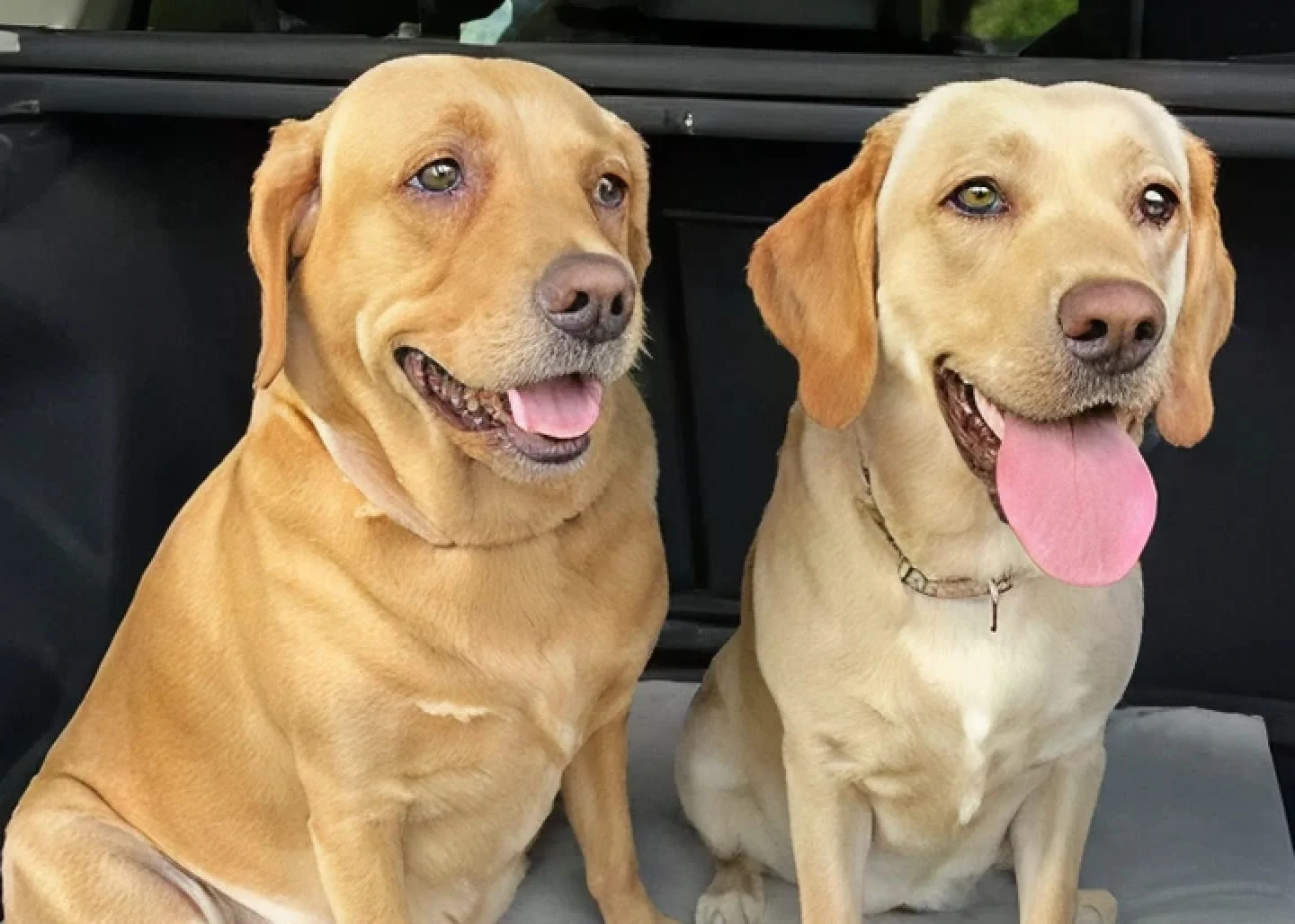 Two yellow Labrador Retrievers are sitting side-by-side in the back of a vehicle, looking to the side.