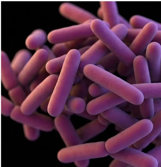 Close-up of purple rod-shaped bacteria on a black background.