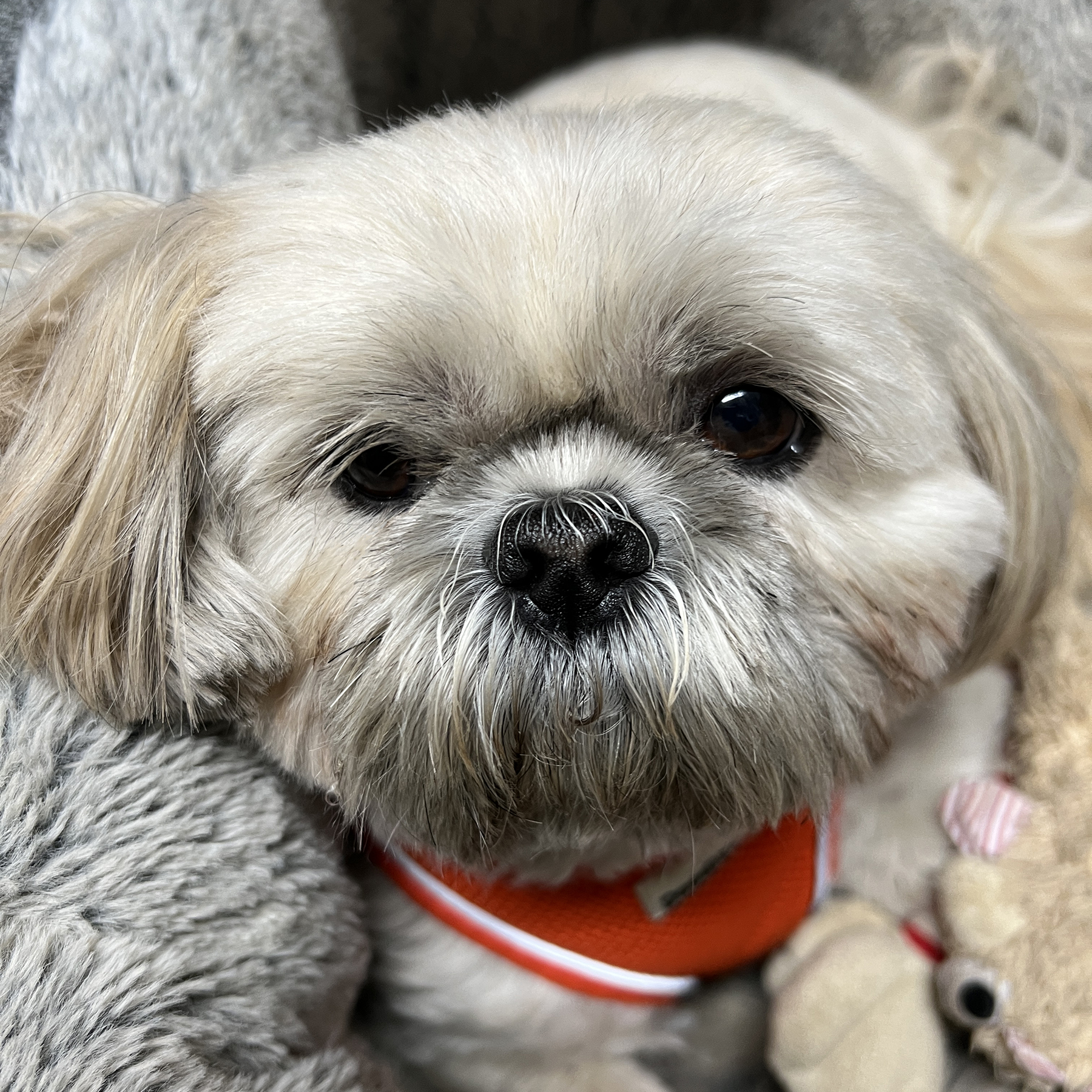 A close-up shot of a small, light-colored dog with big, dark eyes looking at the camera.