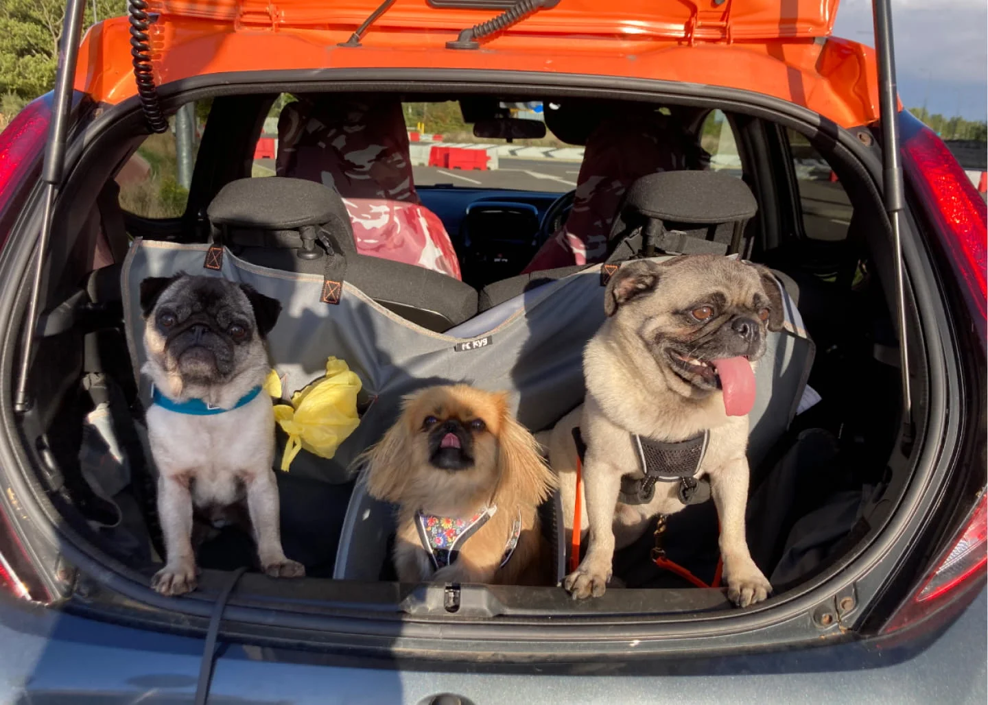 Three small dogs, two pugs and one long-haired dog, sit in the open trunk of a car.