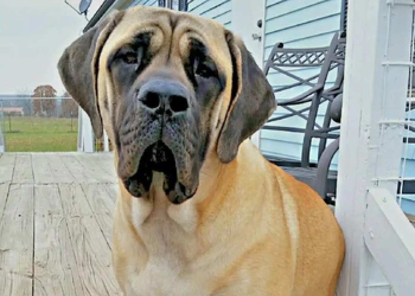 A large, fawn-colored Mastiff dog with a black face sits on a wooden porch looking at the camera.