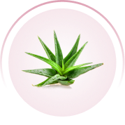 A small green aloe plant with water droplets, shown inside a light pink circular frame.
