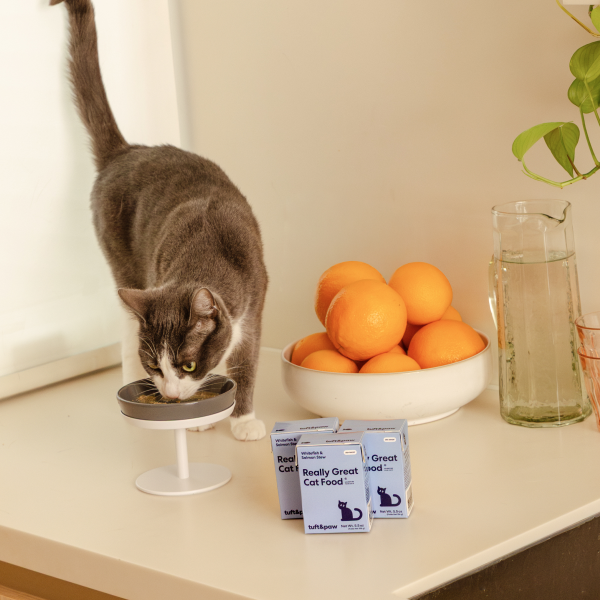 A grey and white cat eats from a raised food bowl on a counter next to a bowl of oranges.