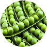 Close-up of fresh green peas in pods.