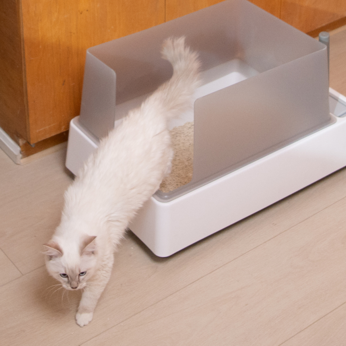 A fluffy, light-colored cat stepping out of a white litter box onto a wooden floor.