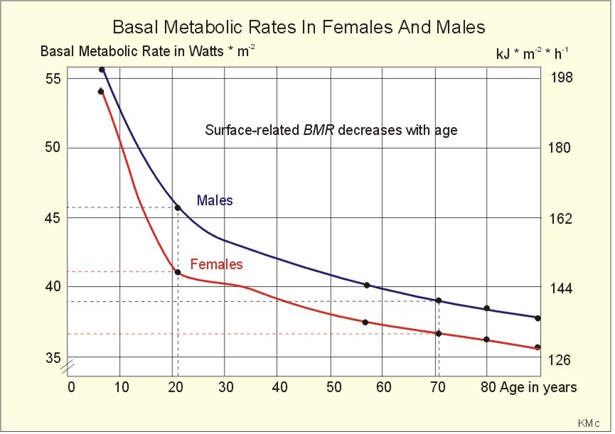 Graph showing basal metabolic rate decline with age for males and females.