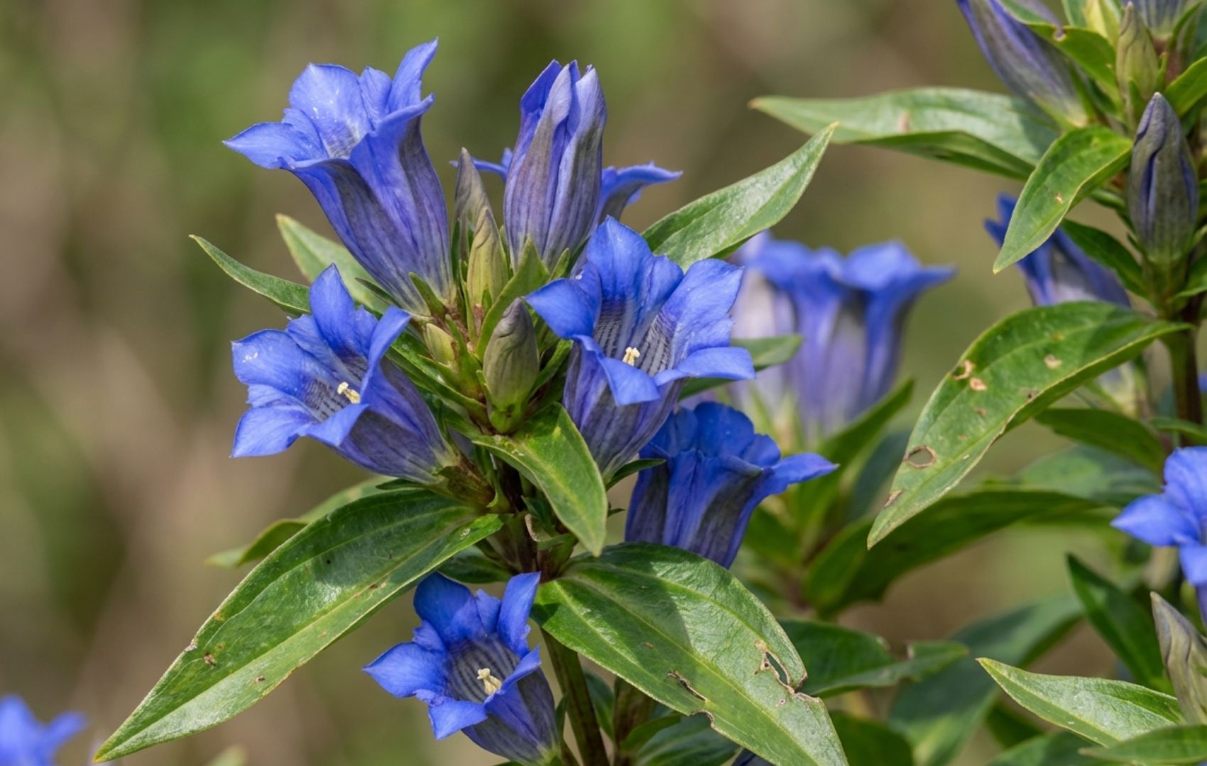A close-up of vibrant blue trumpet-shaped flowers with green leaves on a stalk.