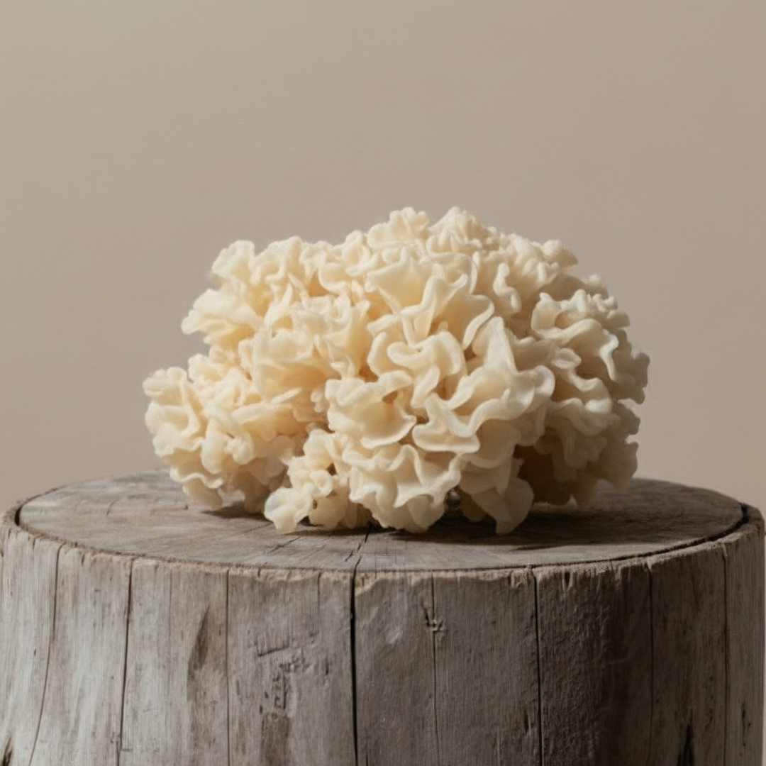 Cream-colored, ruffled fungus on wooden stump.