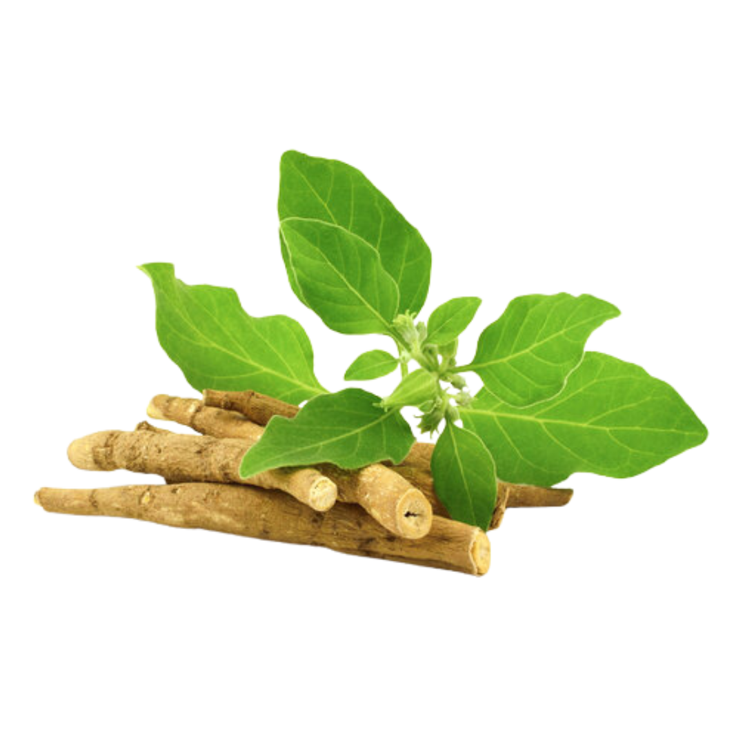 Green leaves and brown roots on a white background.