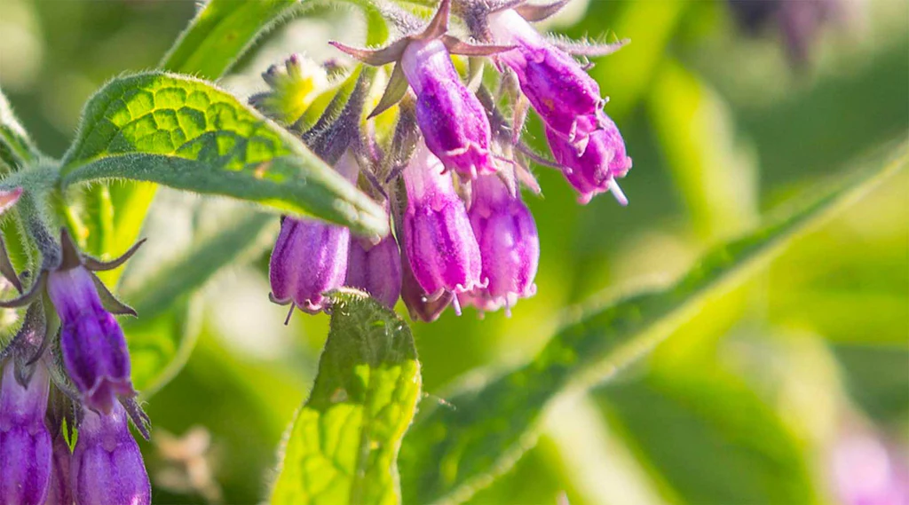 A close-up of purple, bell-shaped flowers and fuzzy green leaves in bright sunlight.