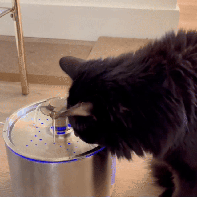 Black cat drinking from a stainless steel water fountain.