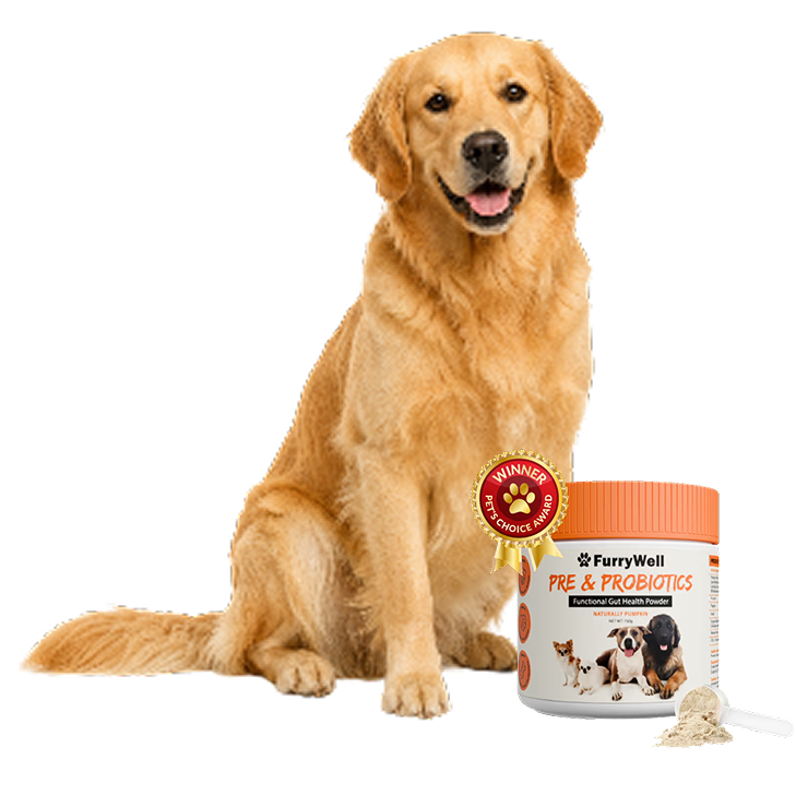 A Golden Retriever sits next to a container of FurryWell Pre & Probiotics functional gut health powder.