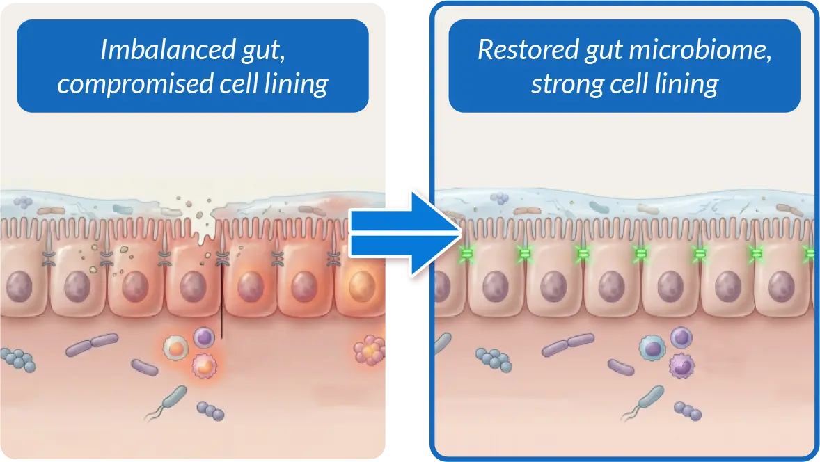 Diagram showing the restoration of a compromised gut cell lining to a strong, healthy cell lining.