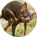 A small, brown dog with large ears stands on grass and scratches its neck with its hind leg.
