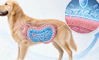 Anatomical illustration of a dog's digestive system with a magnified view of the healthy gut lining.