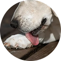 A close-up of a white dog with its tongue out, its paw resting on a wooden surface.
