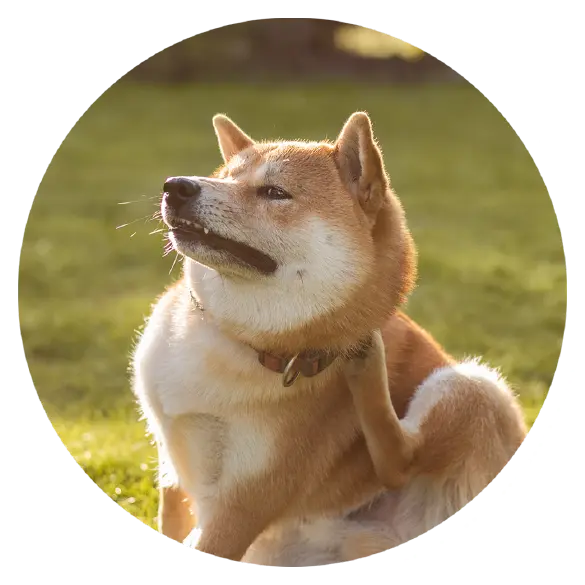 A Shiba Inu dog sits on a grassy lawn and scratches its neck with its hind leg.