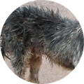 A close-up of the shaggy, gray and black fur on a dog's back.