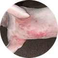 A close-up of a dog's skin with a red, inflamed rash being pointed at by a finger.