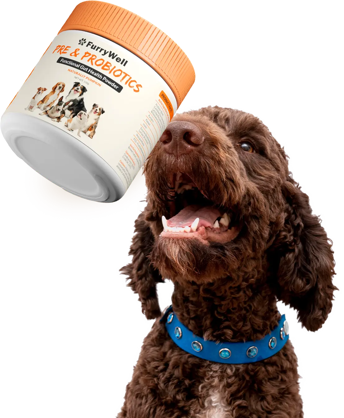 A happy brown curly-haired dog in a blue collar looks up at a jar of FurryWell prebiotics.