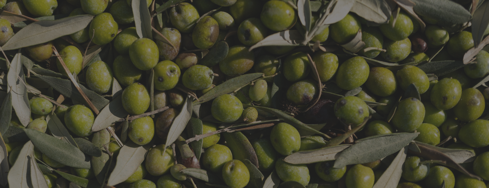 A close-up, top-down view of freshly harvested green olives mixed with leaves.