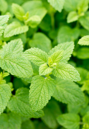 Close-up of fresh green mint leaves.