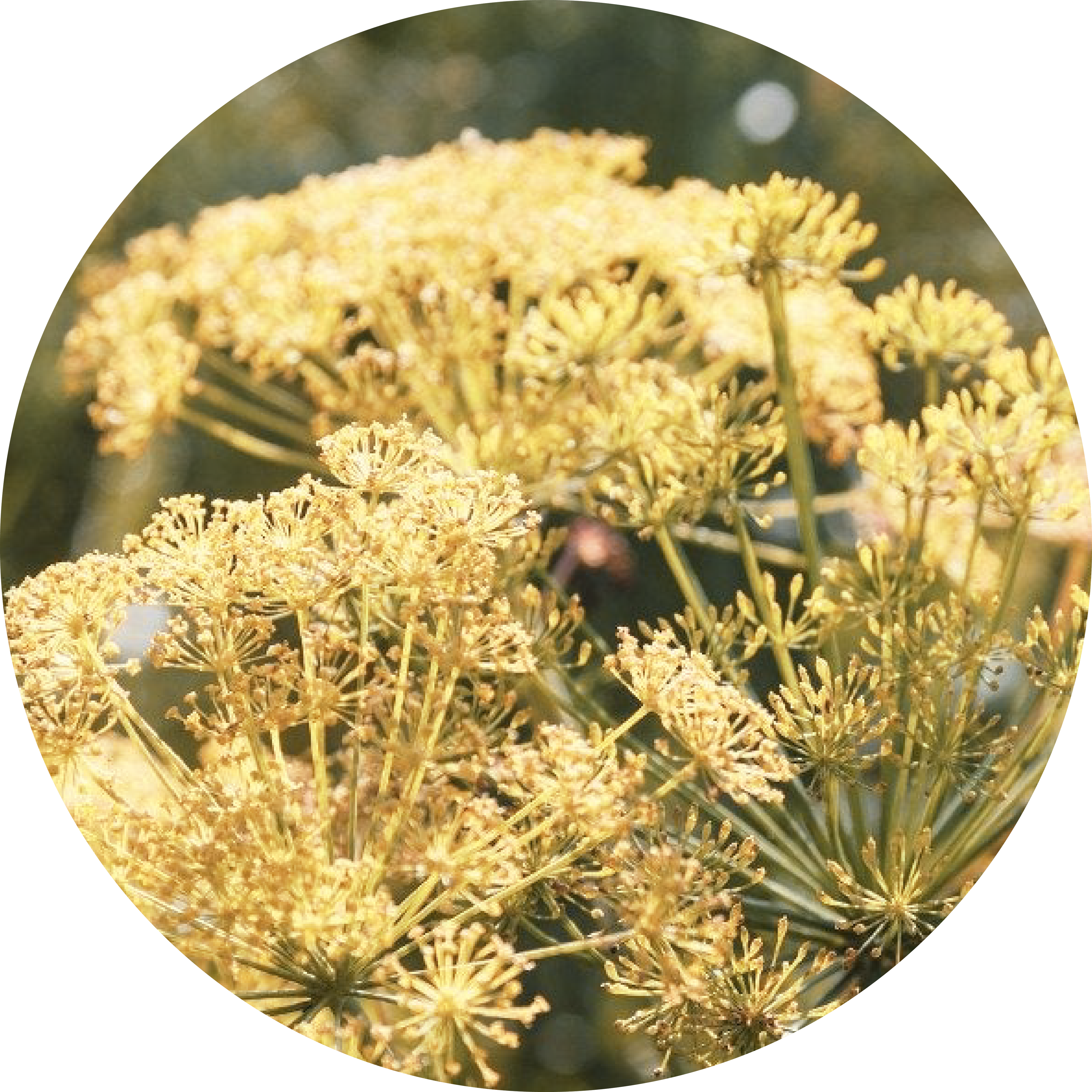 Close-up of yellow fennel flowers in sunlight.