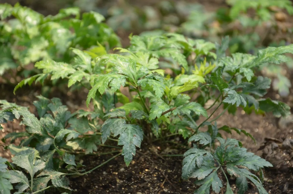 Green leafy plants growing in soil.