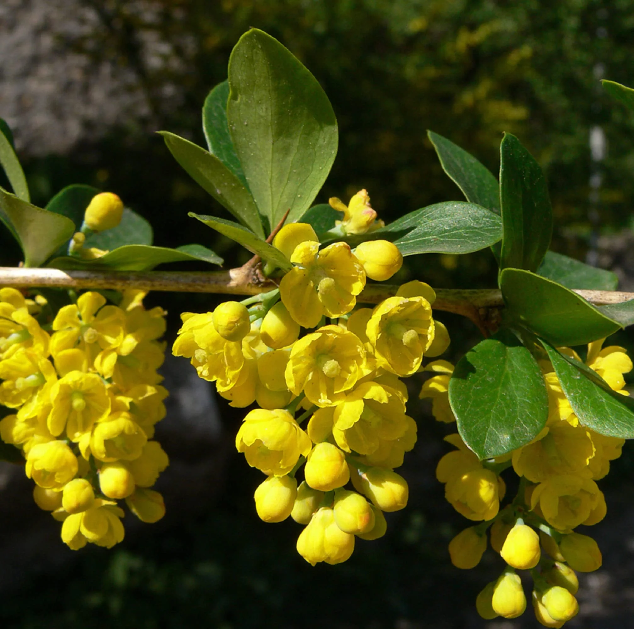 Branch with clusters of small yellow flowers and green leaves.