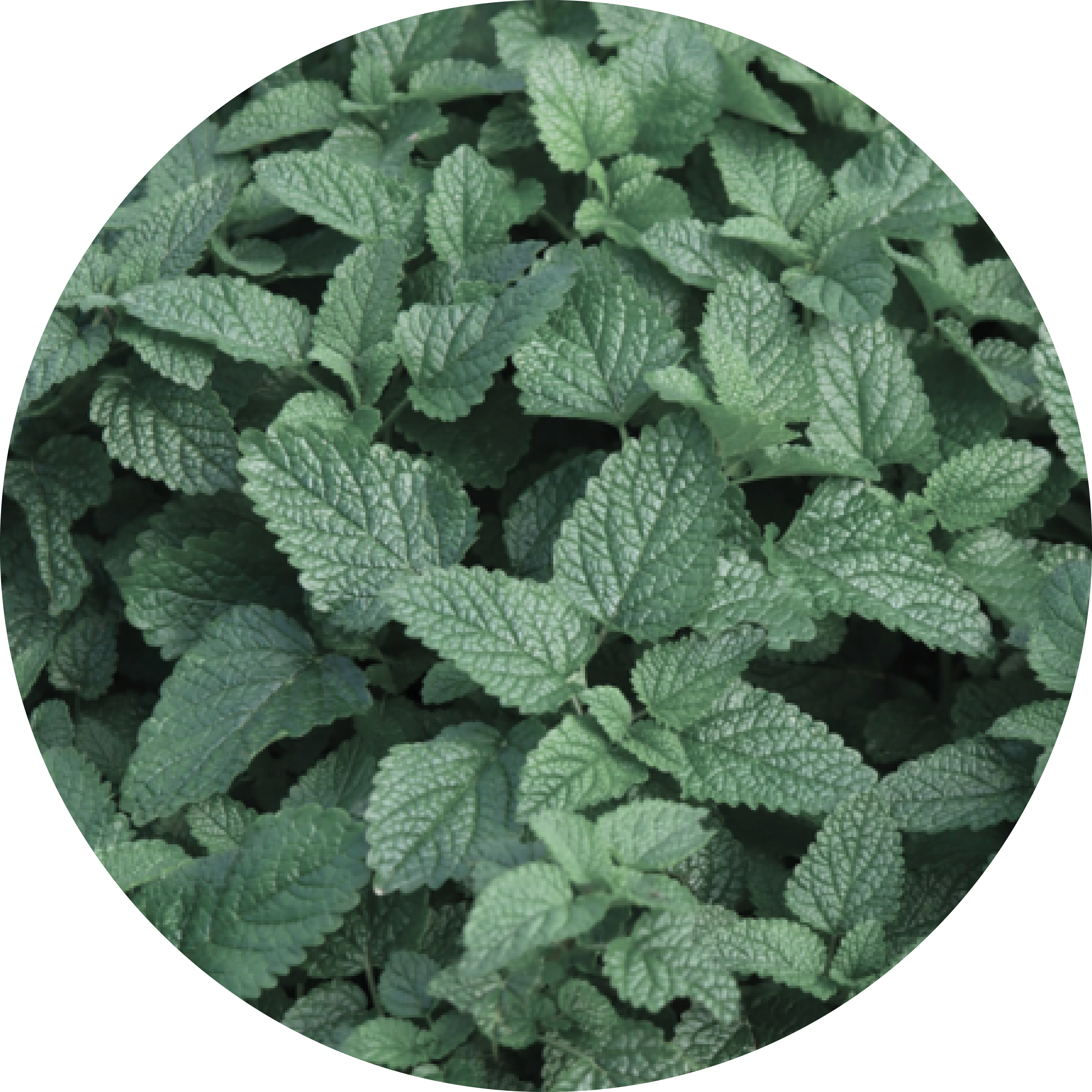 A cluster of green mint leaves in a circular frame.