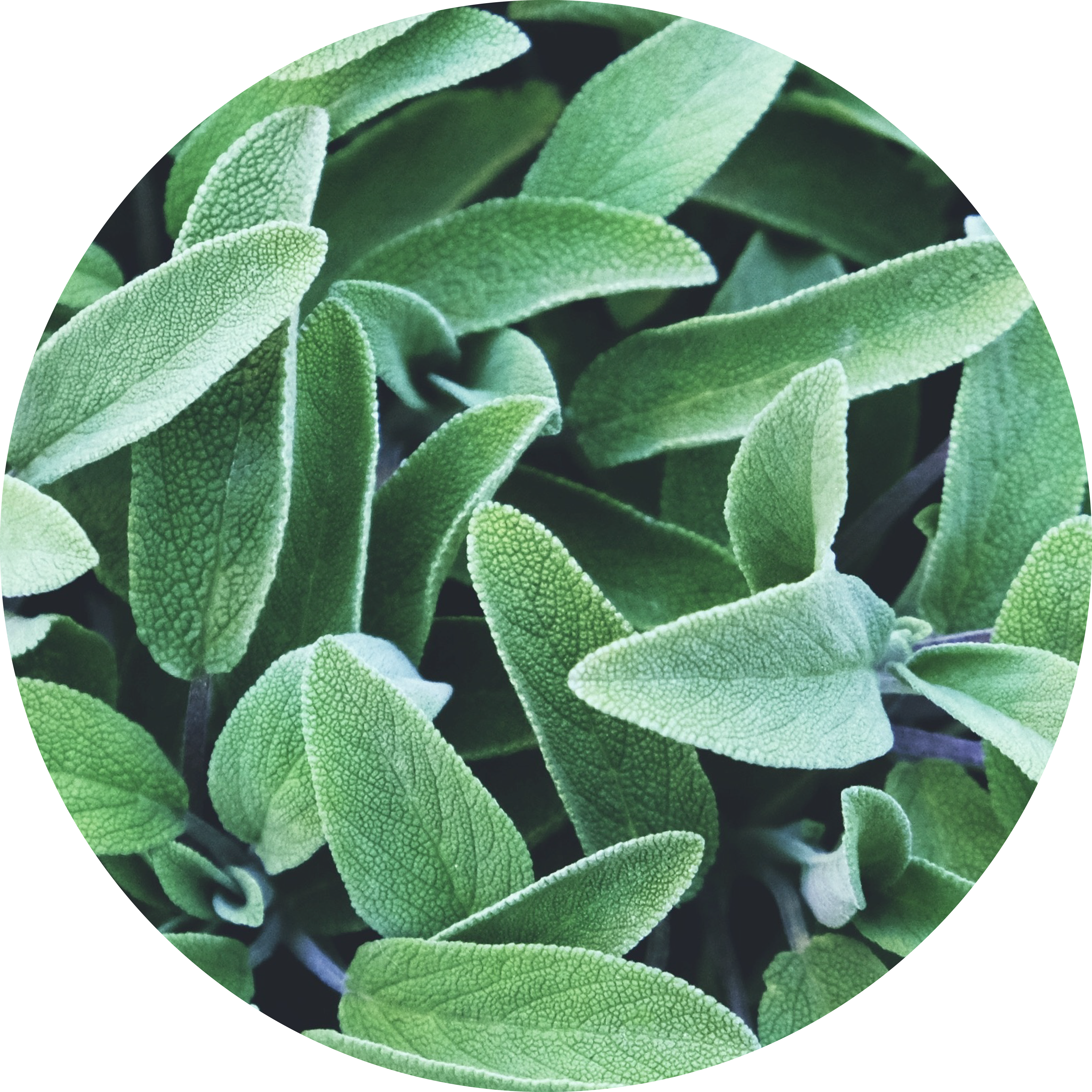 Close-up of green leaves with textured surfaces in a circular frame.