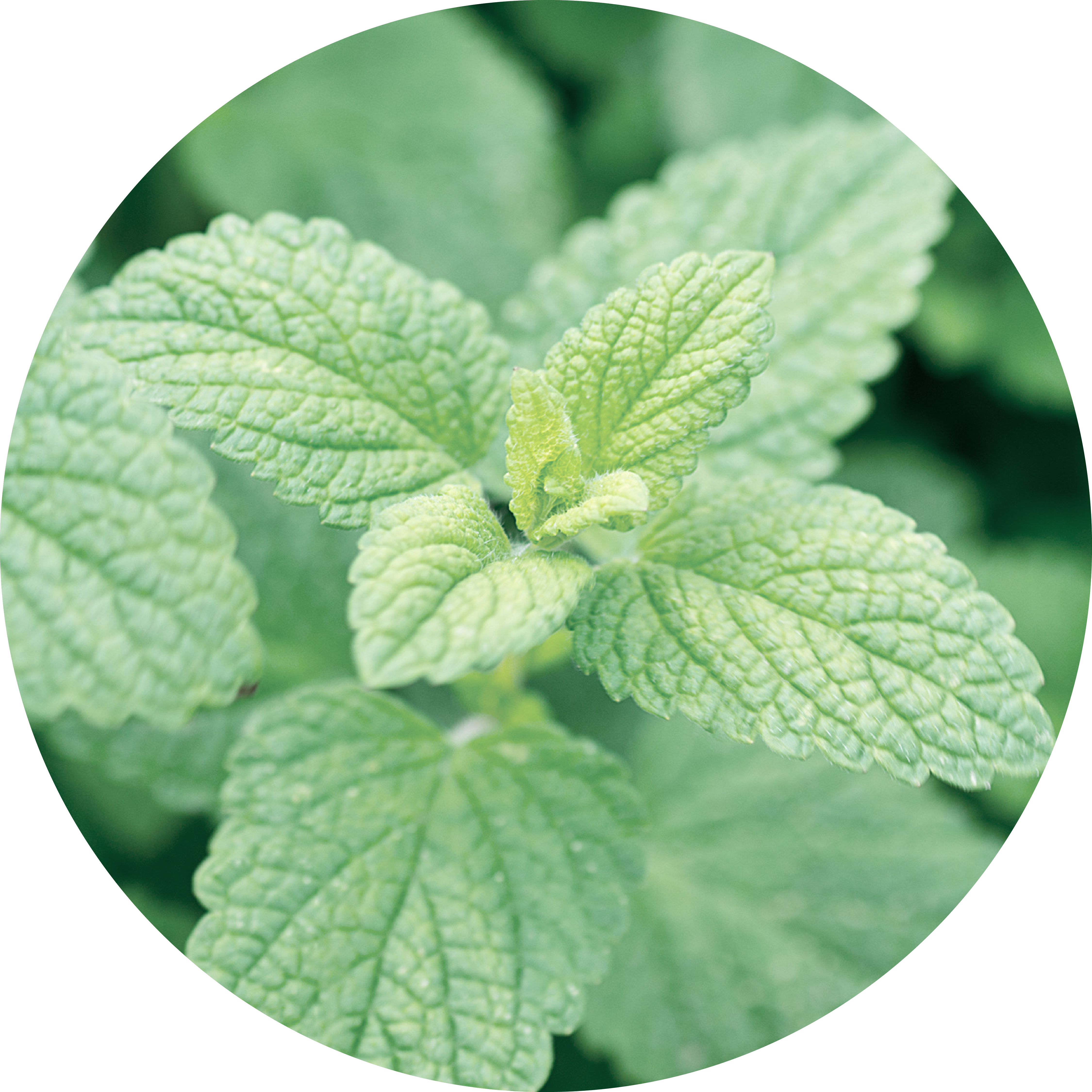 Close-up of green mint leaves in a circular frame.