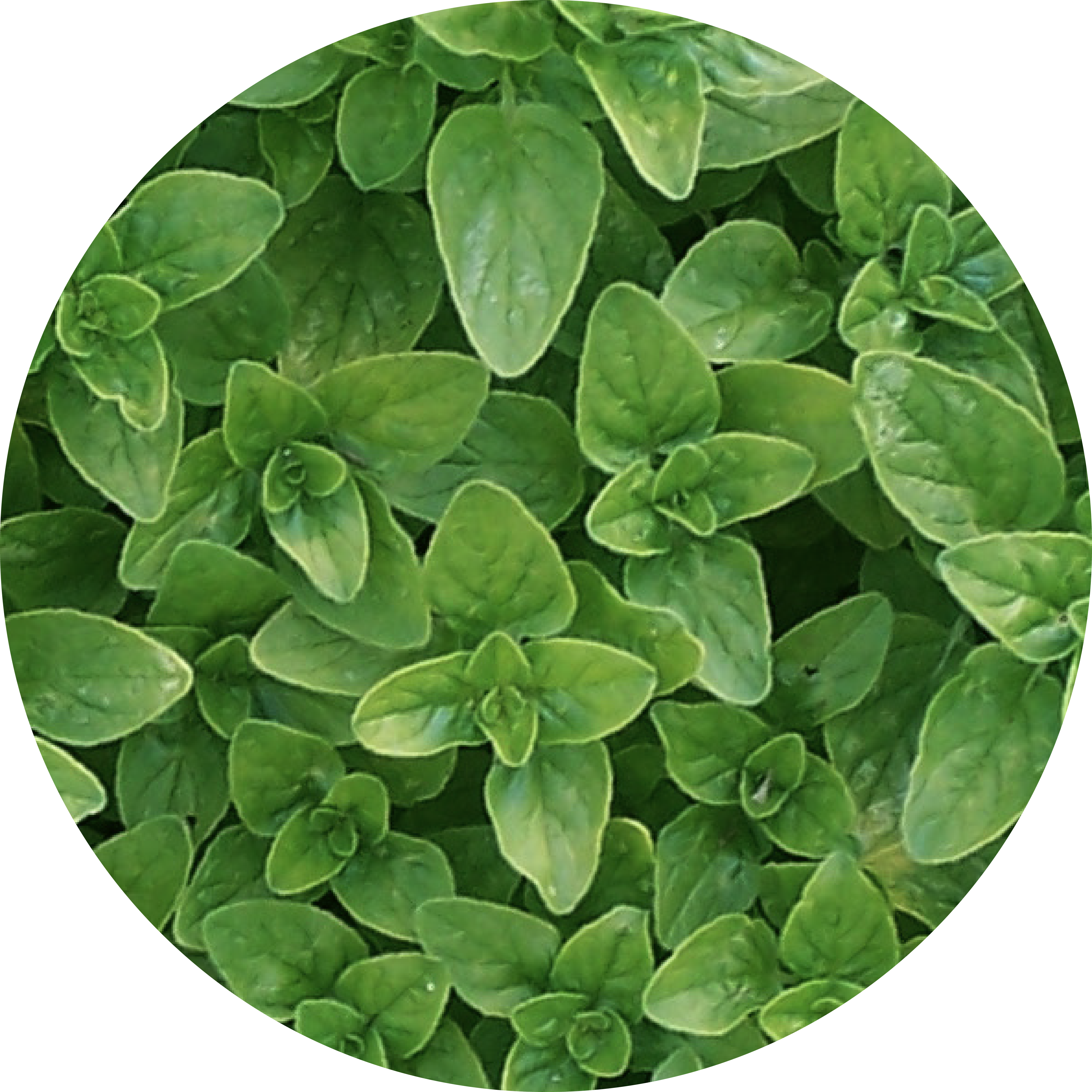 Close-up of green leaves in a circular frame.